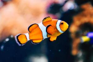 佛山三水西甲联赛林华欢，一个改变命运的瞬间佛山三水西甲联赛林华欢